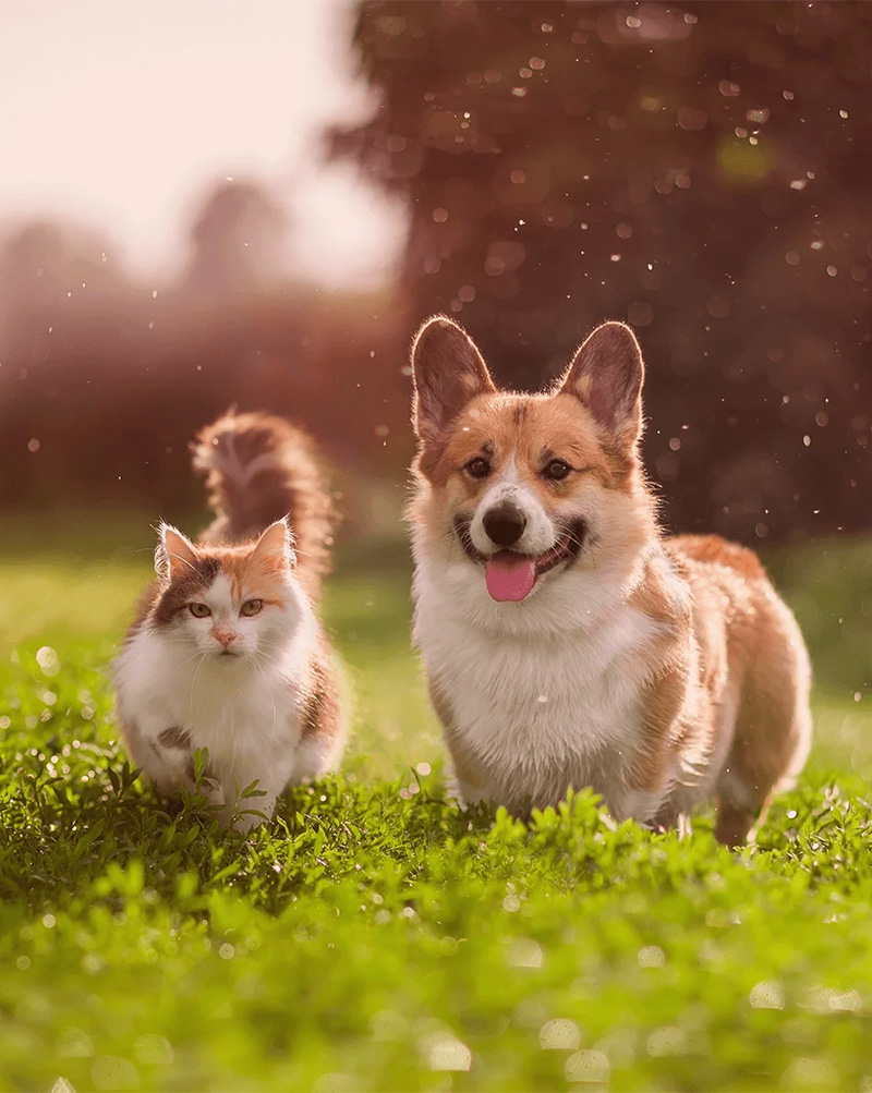 Pet air transportation